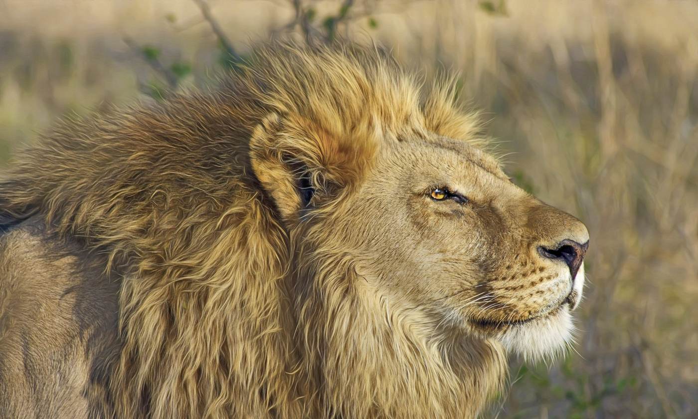 Male lion in profile with a full mane
