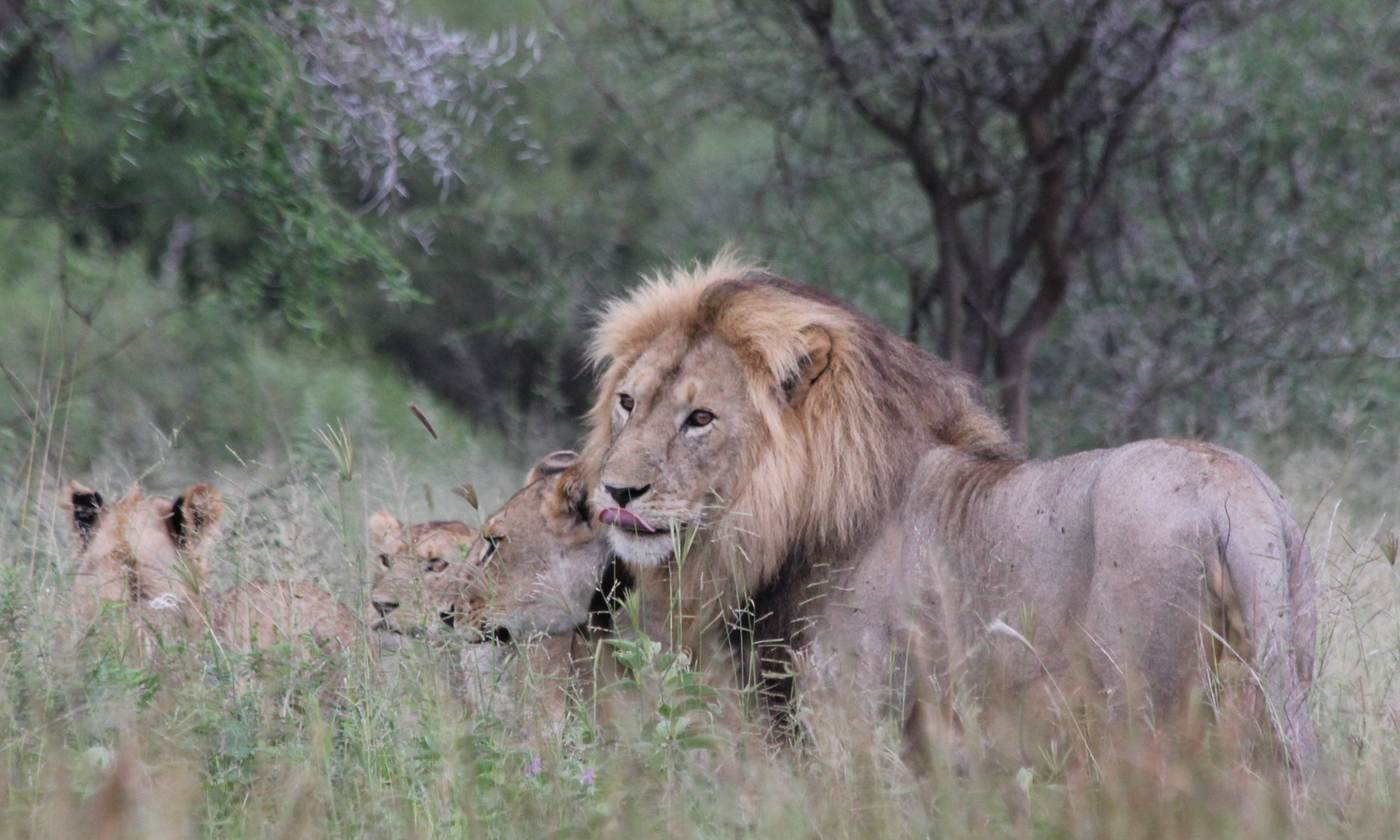 Male lion resting in long grass with lionesses