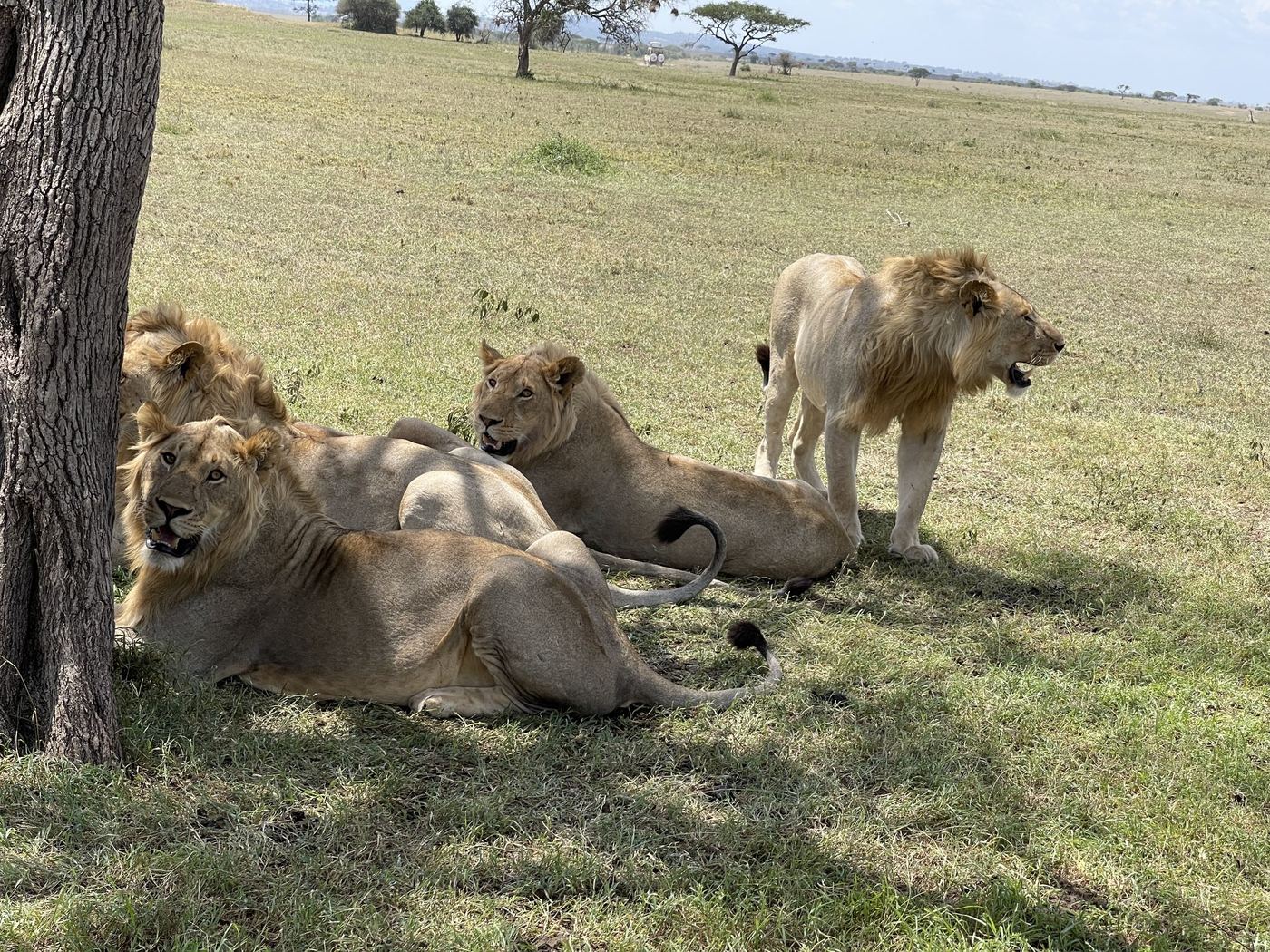 Male lions resting beside a tree on open grassland