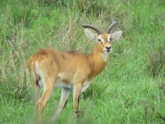 Male Uganda kob with lyre-shaped horns standing in lush green grass