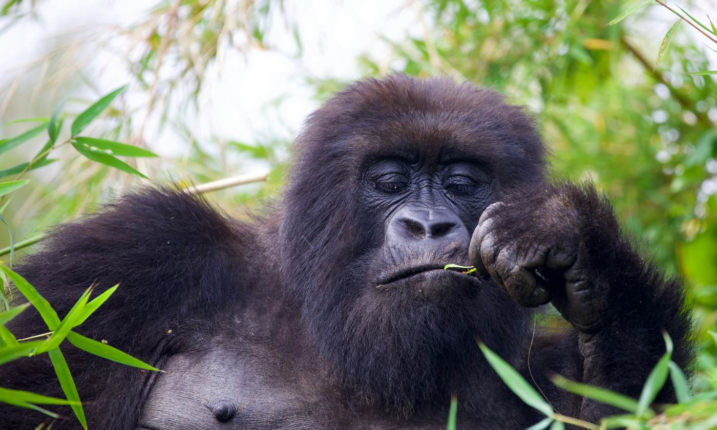 Mountain gorilla eating bamboo shoots