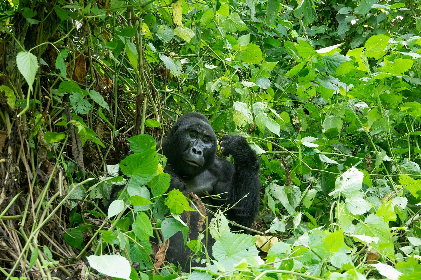 Mountain gorilla feeding among bright green vegetation
