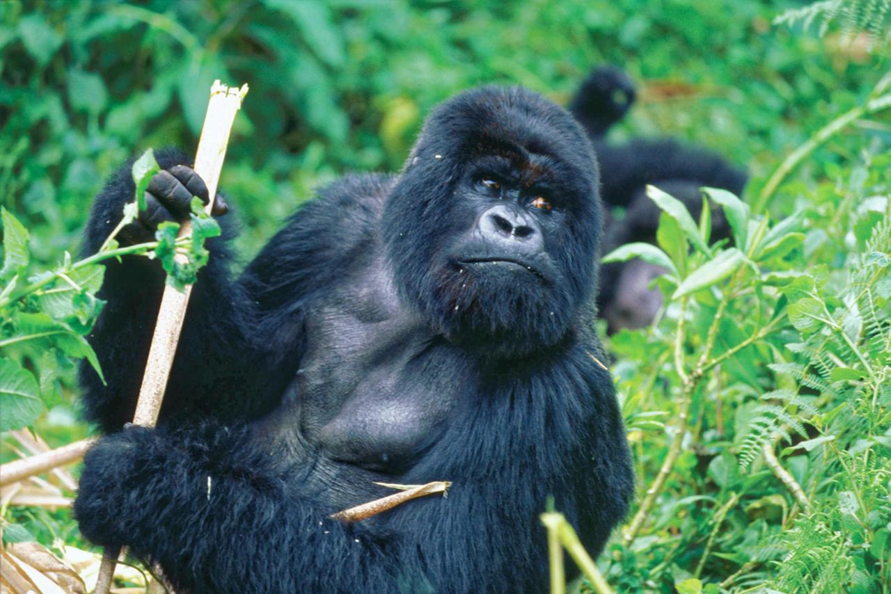 Mountain gorilla holding a plant stem in dense rainforest, with its family group behind, on a guided gorilla trekking safari