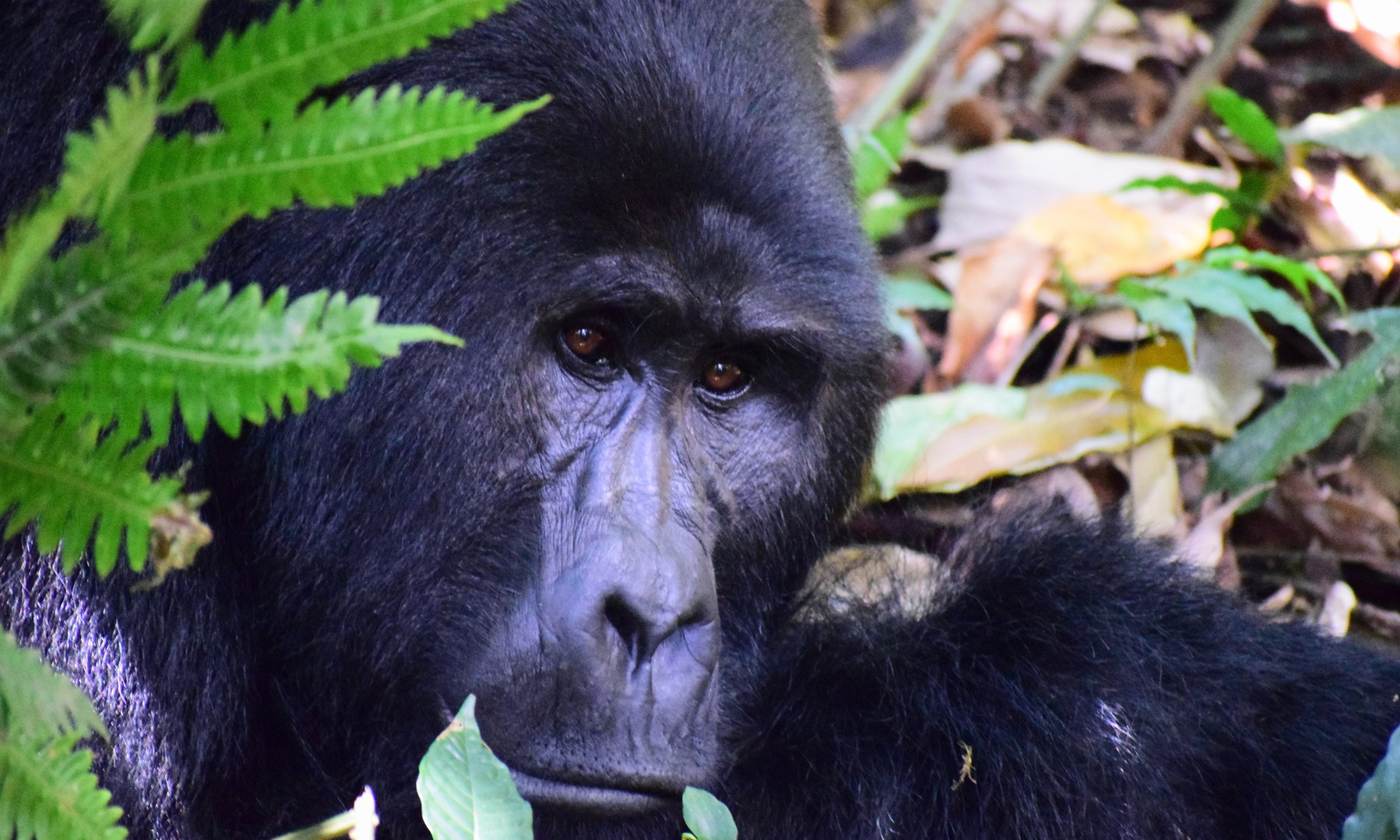 Mountain gorilla looking at the camera beside fern leaves