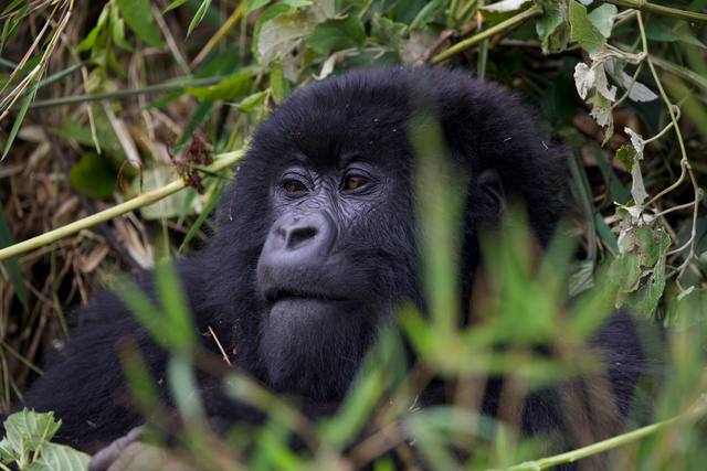 Mountain gorilla looking at the camera through green foliage