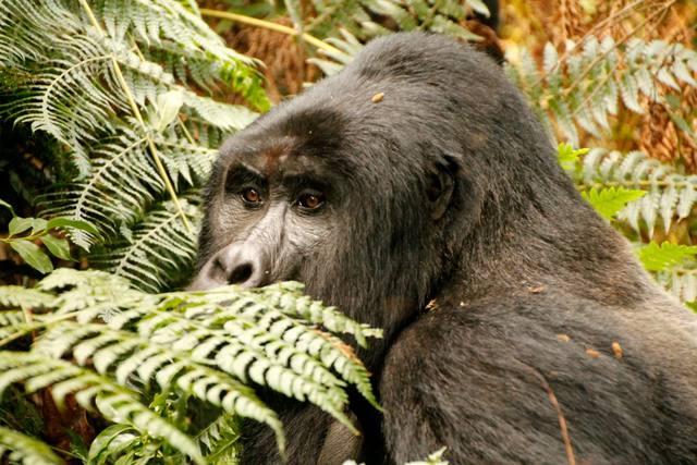 Mountain gorilla looking past a fern frond with golden bracken behind