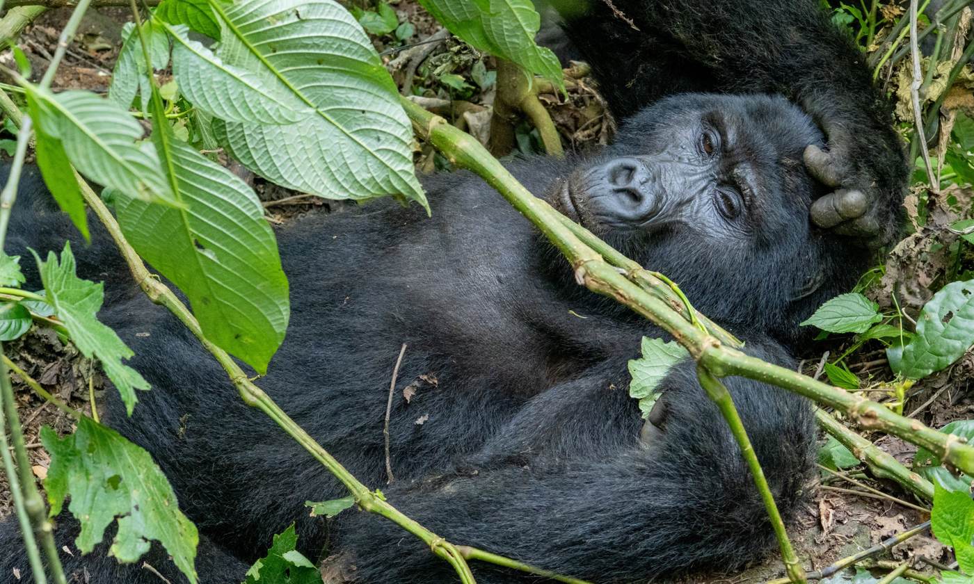 Mountain gorilla lying on its back among forest plants