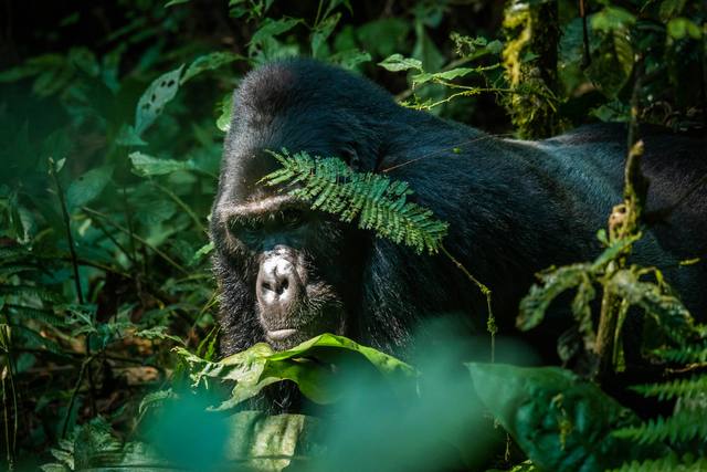 Mountain gorilla peering out from behind a fern frond in the forest