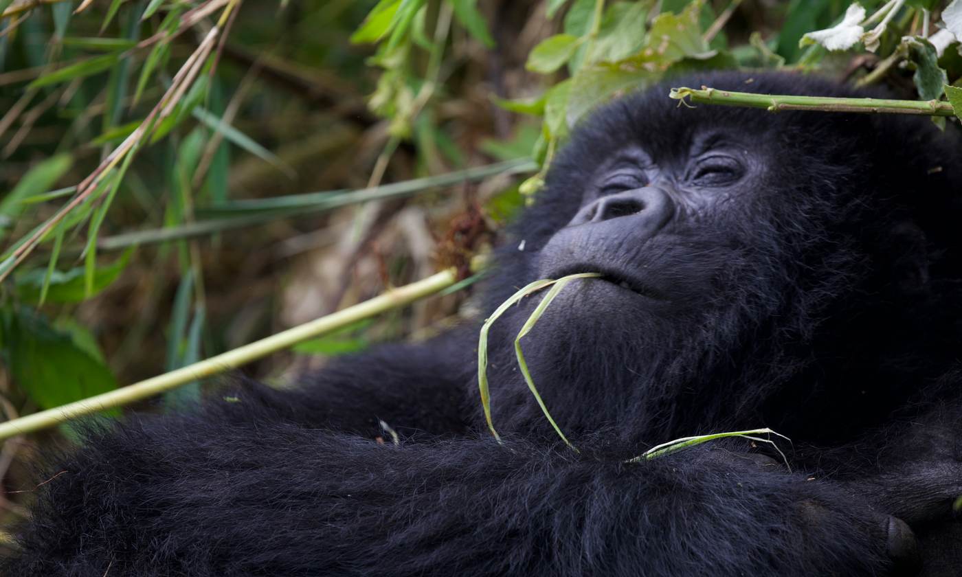 8 Day Rwanda Kenya Safari: Gorillas and the Maasai Mara