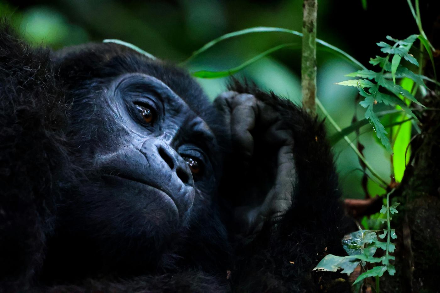 Uganda Primates: Gorillas & Chimpanzees