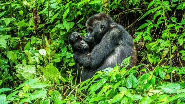 Mountain gorilla sitting in bright green undergrowth