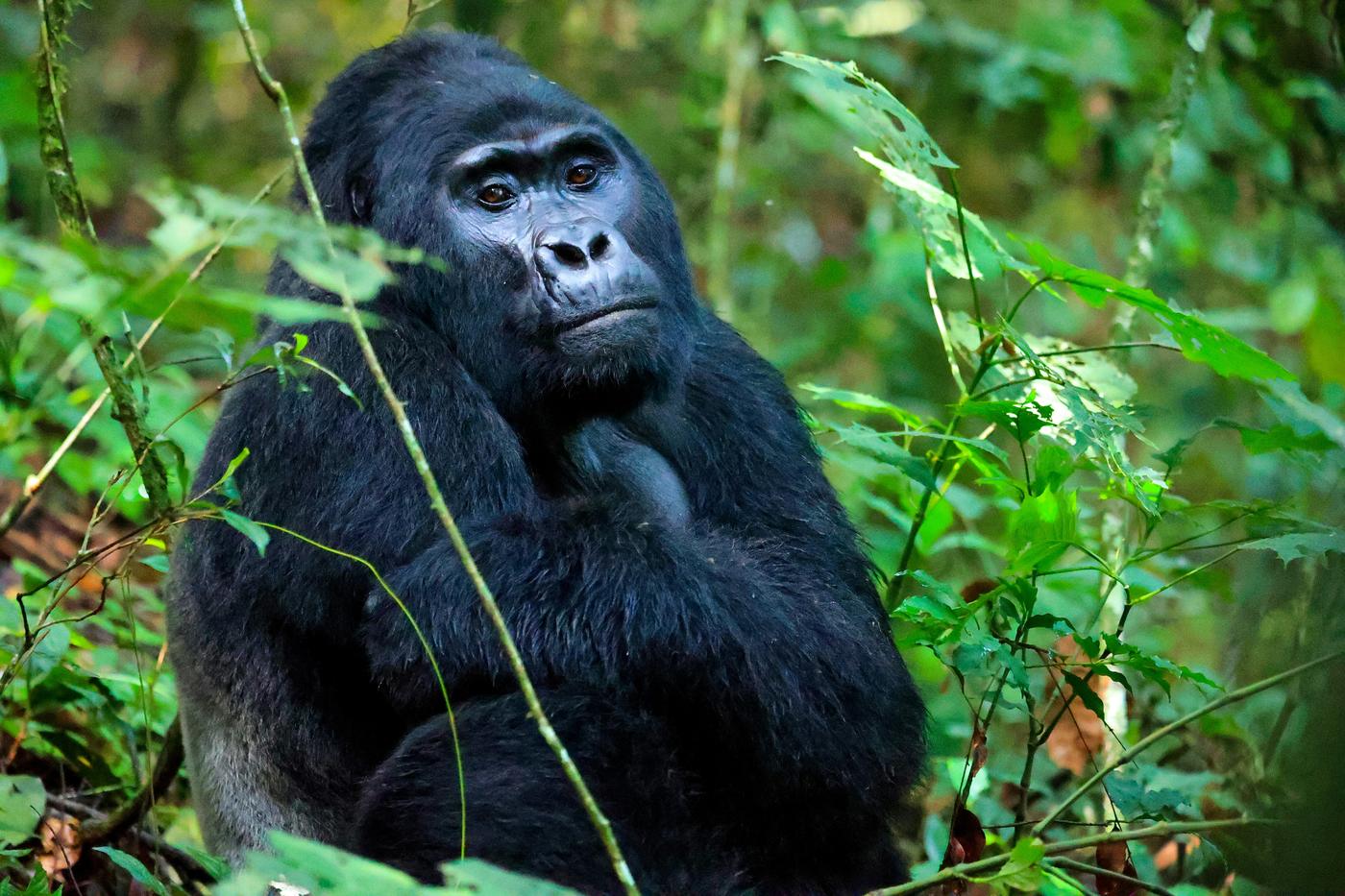 Mountain gorilla sitting with its hand under its chin among green leaves
