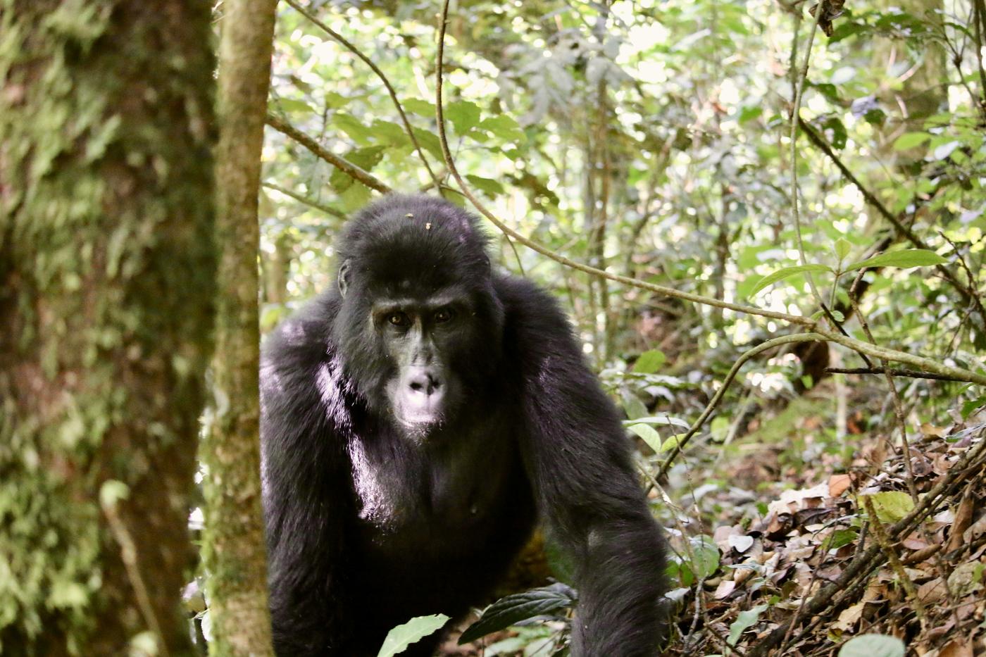 Mountain gorilla walking on all fours towards the camera between forest tree trunks