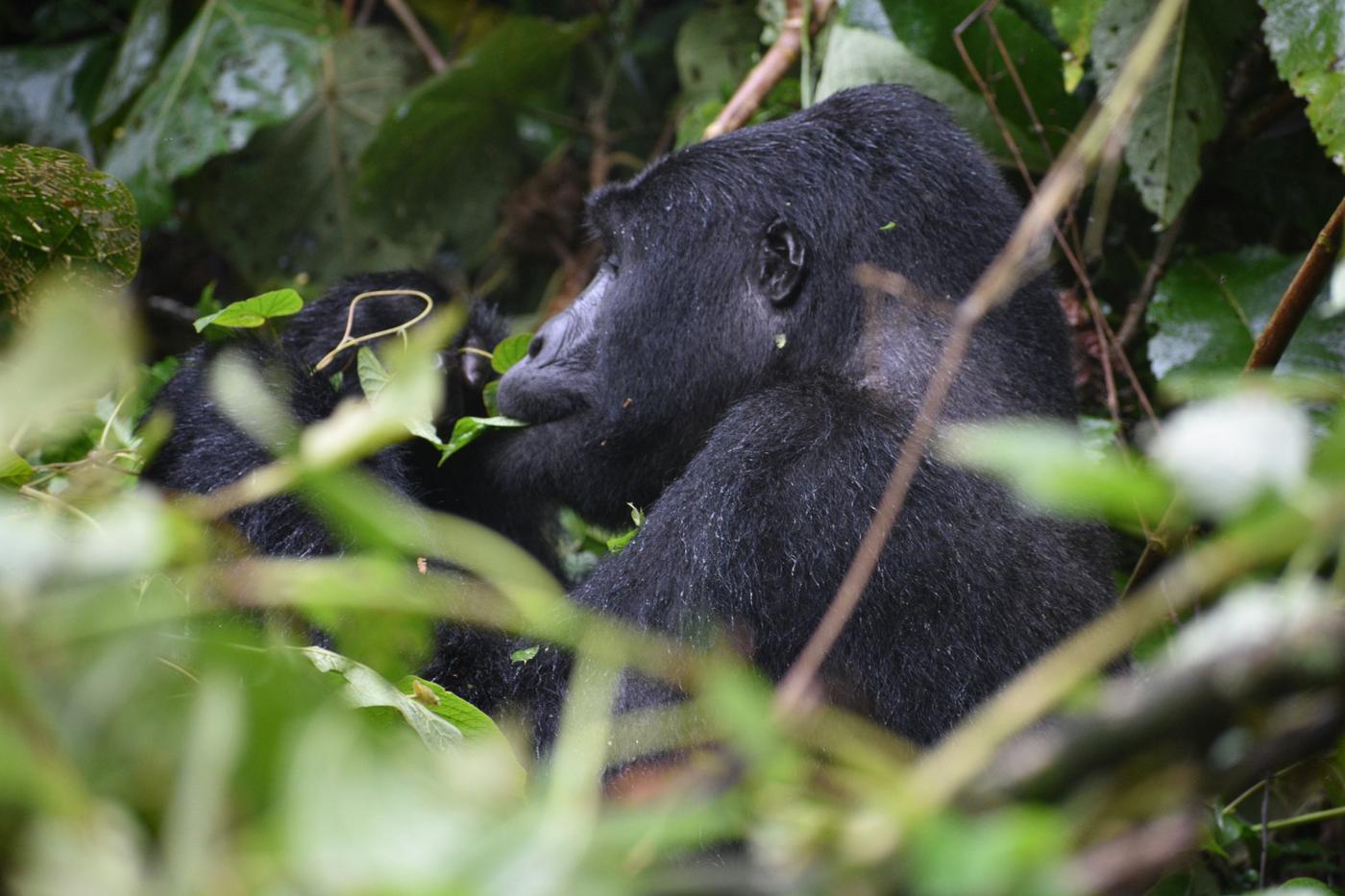 Two mountain gorillas resting side by side in the undergrowth