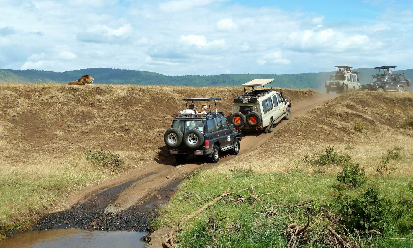 Safari vehicles stopped on a track to watch a lion