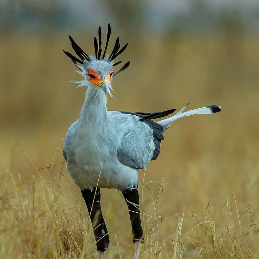 Secretary bird standing in golden grass