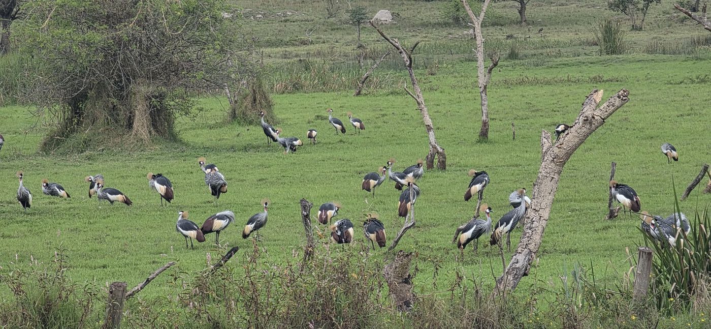 Flock of grey crowned cranes feeding on green pasture