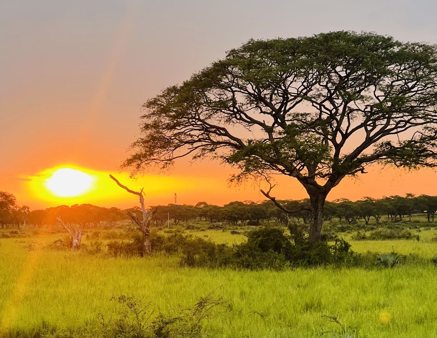 Sun setting behind a flat-topped acacia tree on green grassland