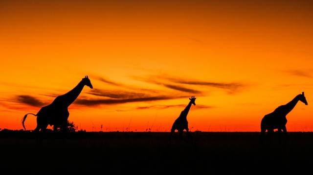 Three giraffes silhouetted against a glowing orange African sunset