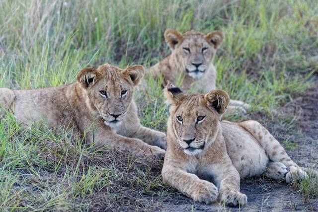 Three young lions lying together in long grass