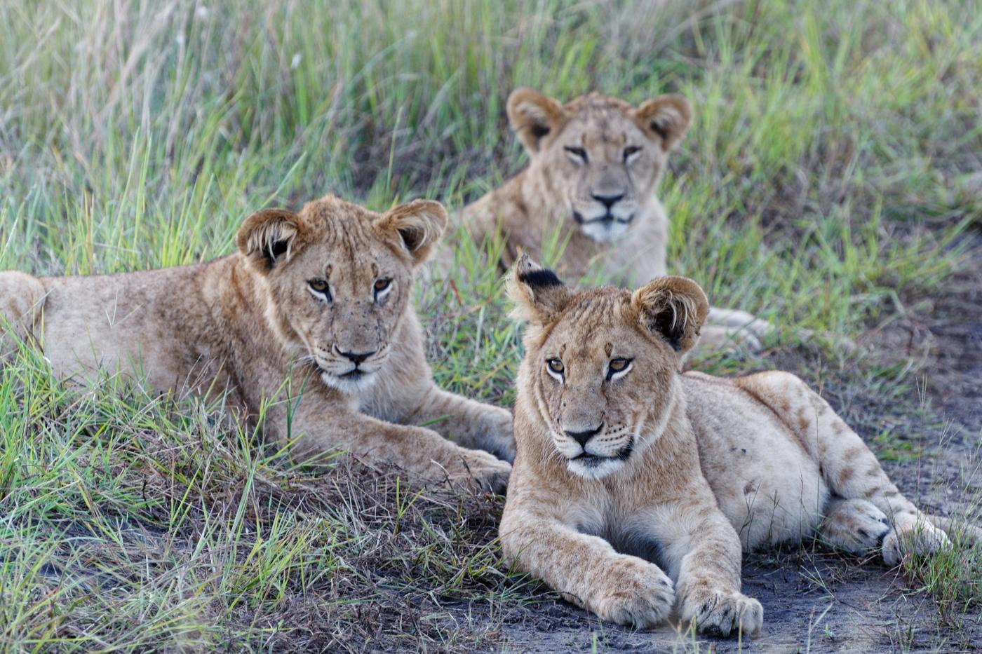 Classic Serengeti & Ngorongoro Crater Safari