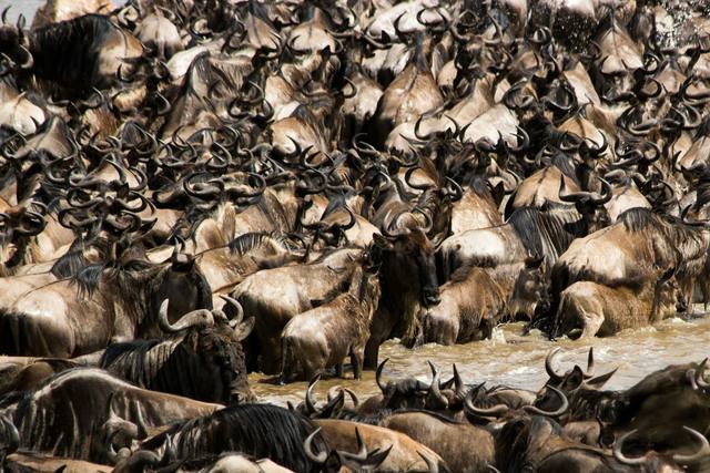 Tightly packed wildebeest herd crowding into the water at a Great Migration river crossing