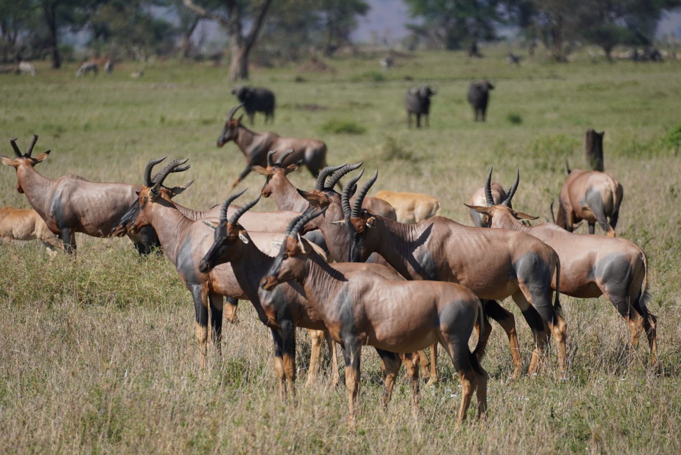Topi stand in the foreground of open grassland, with buffalo grazing further back