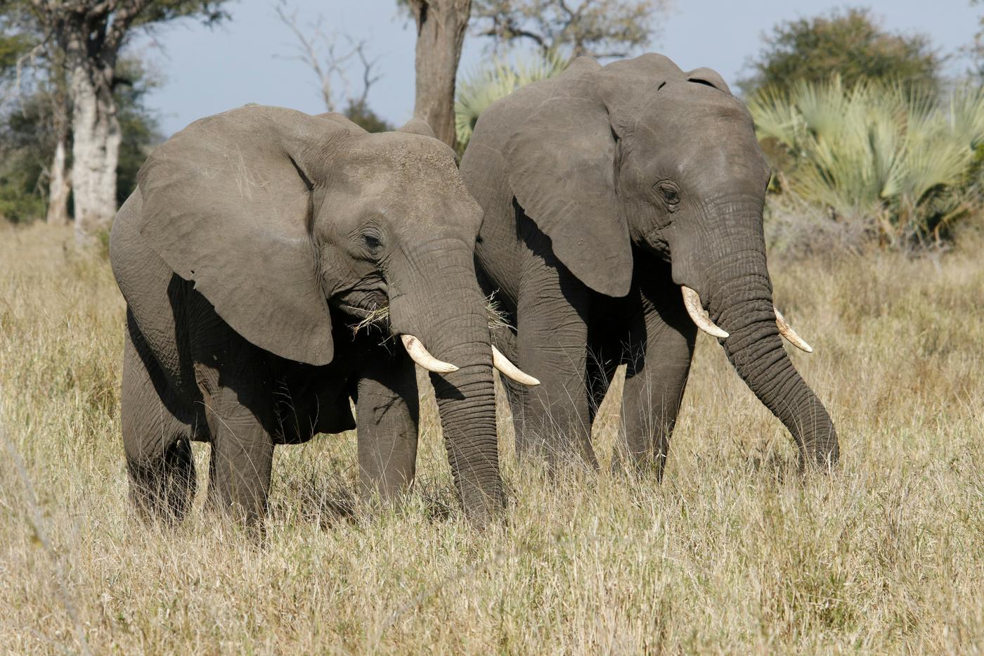 Two elephants grazing in dry golden grass beside palms and trees