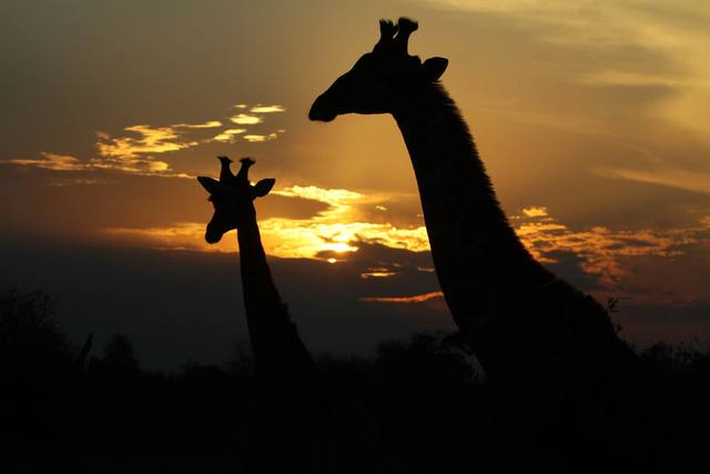 Two giraffes in silhouette against a golden cloudy sunset