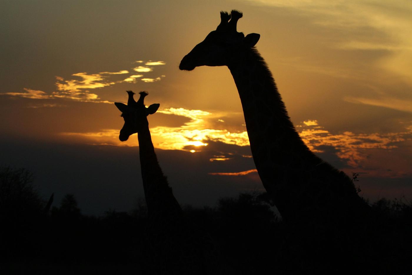 Ultimate Big Five & Beach: The Ultra-Luxury Journey