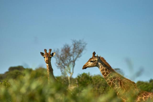 Two giraffes looking over green bush under a clear blue sky