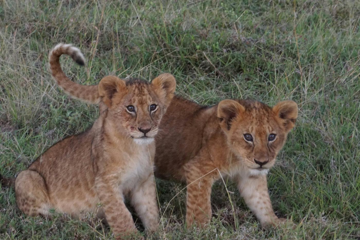Two lion cubs sitting together in green grass, one with its tail curled up