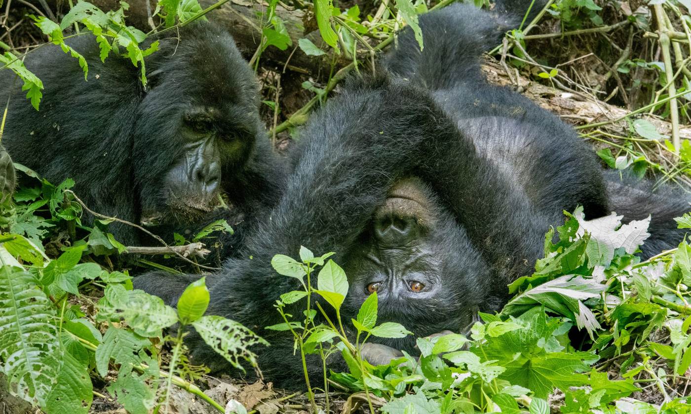 Two mountain gorillas resting together in the forest