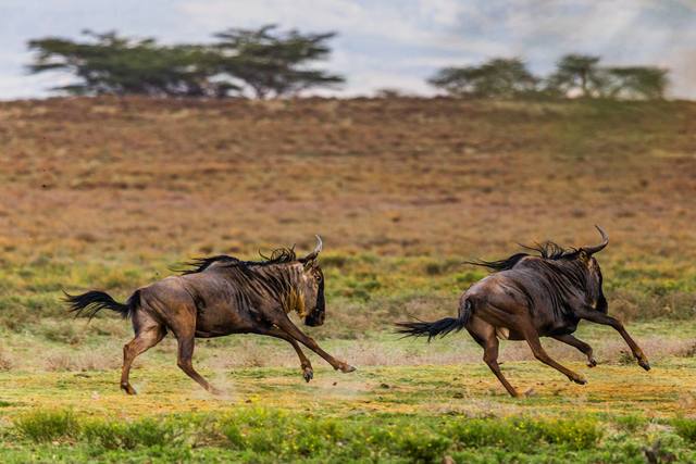Two wildebeest galloping across green plains below acacia trees