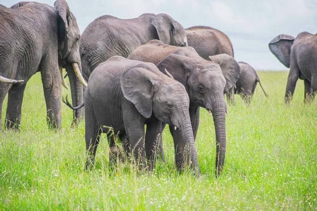Two young elephants standing close together in green grass with the herd behind