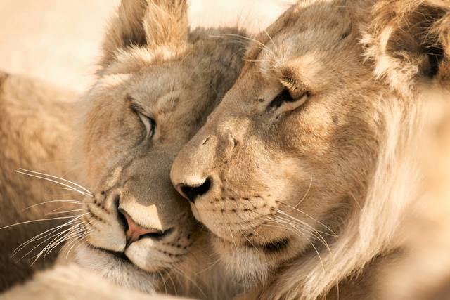 Two young lions resting their heads together in soft light