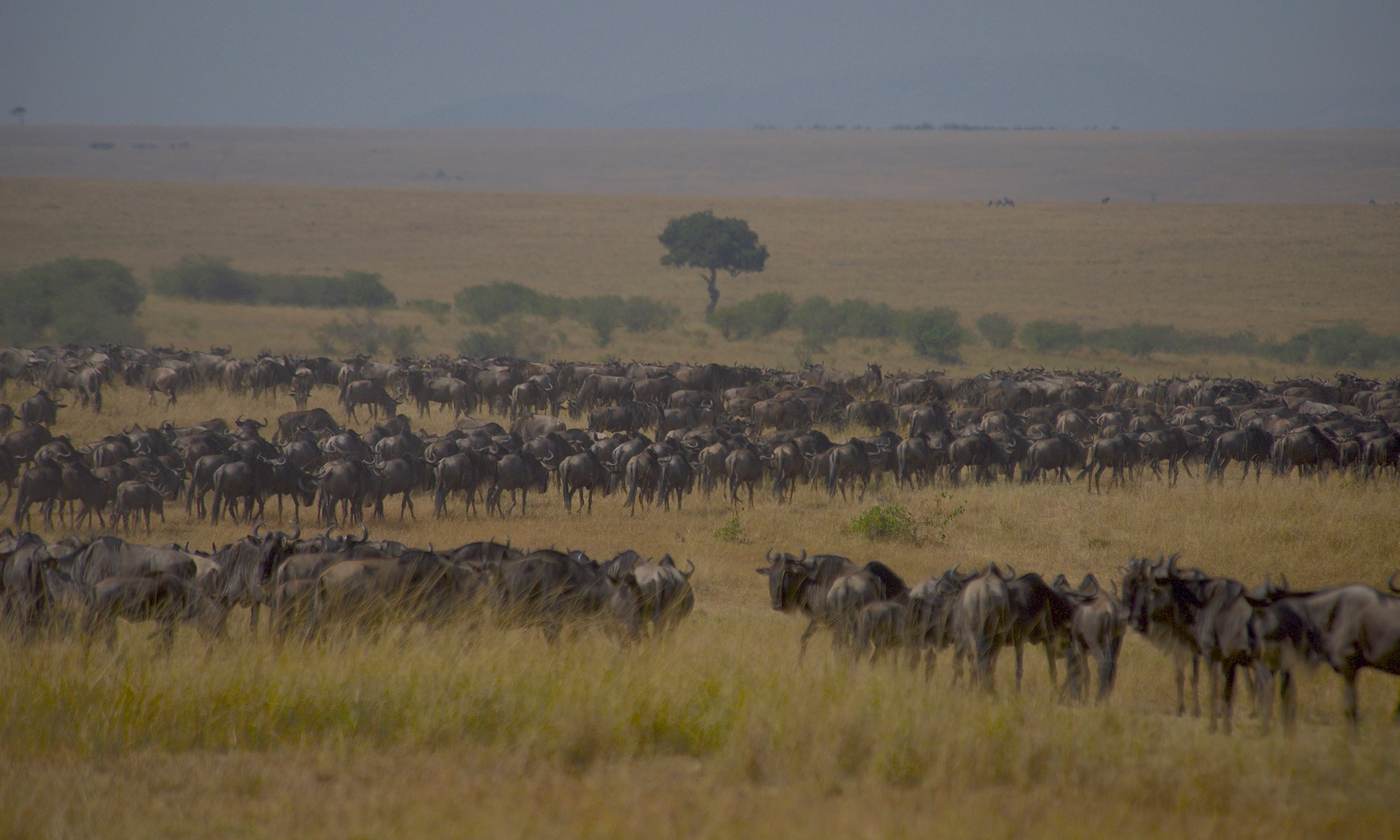 Vast wildebeest herd on the plains beneath a lone tree