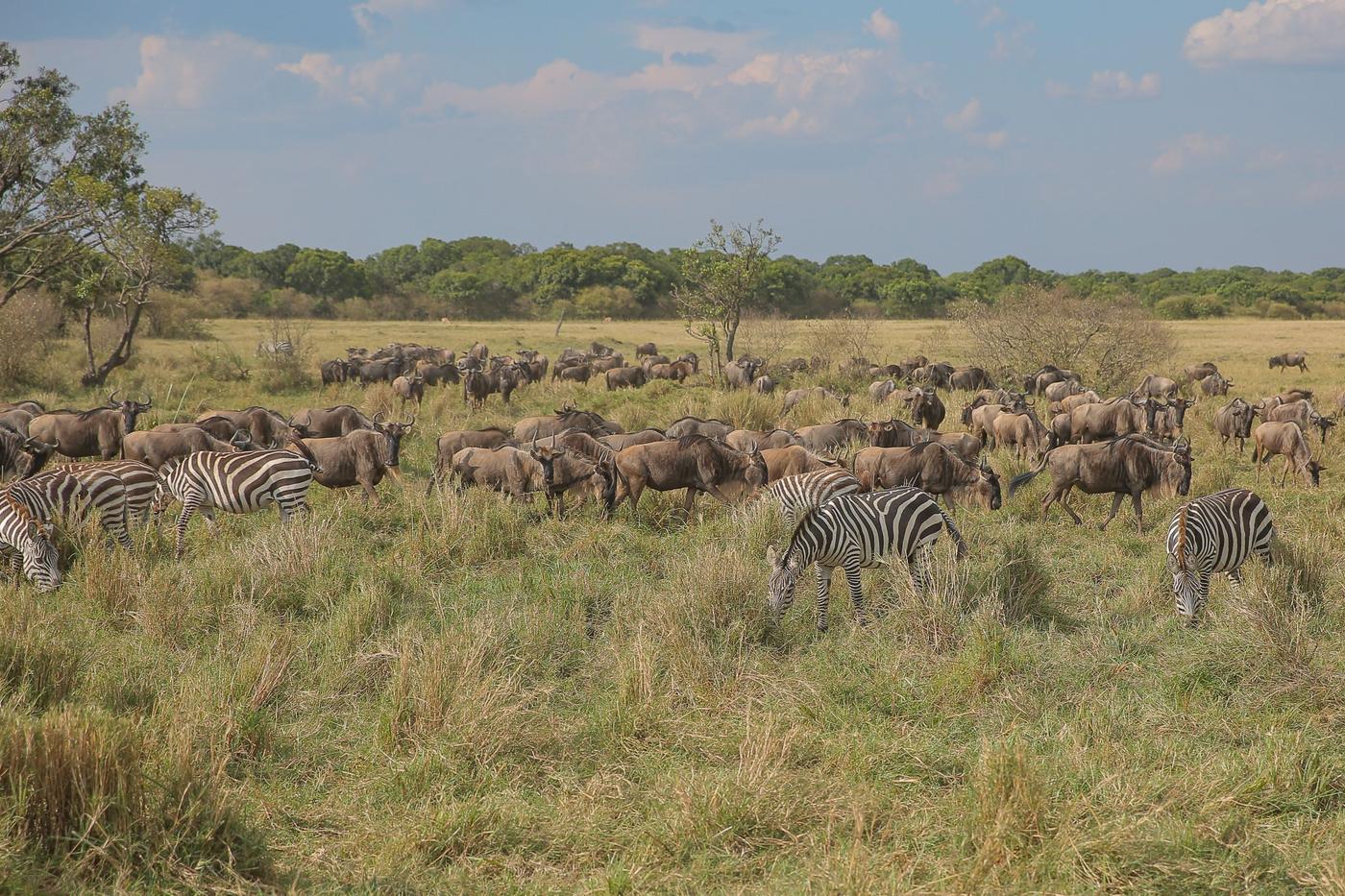 Kilimanjaro Trek & Serengeti Safari
