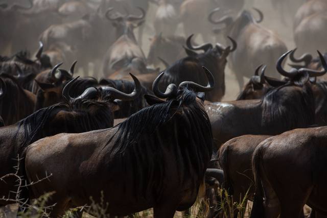 Close view of wildebeest backs and curved horns in a haze of dust during the Great Migration