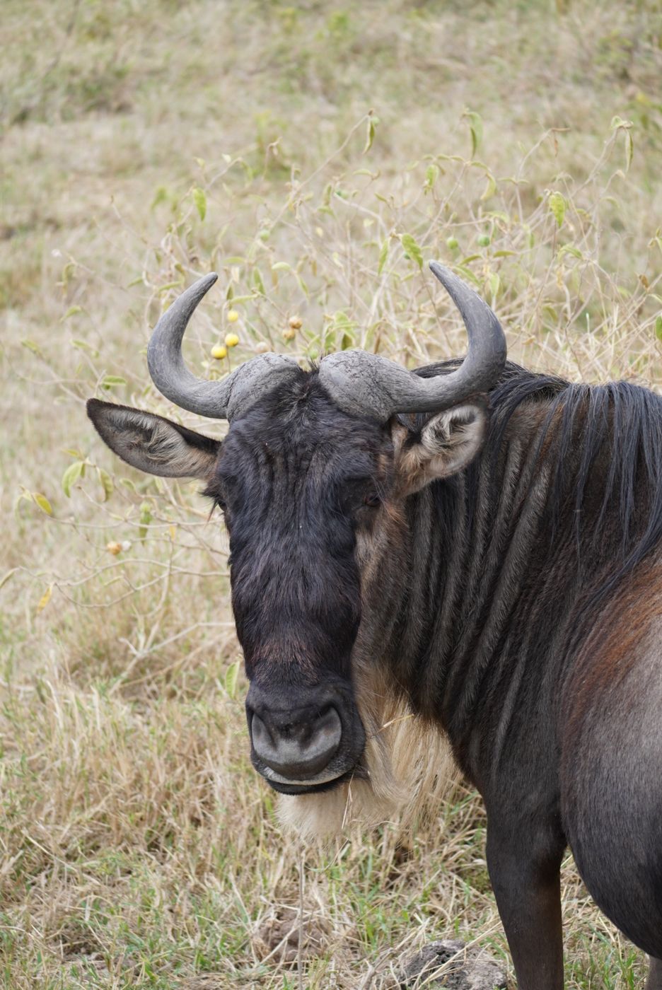 The Great Migration in May: Where the Herds Are and What to Expect
