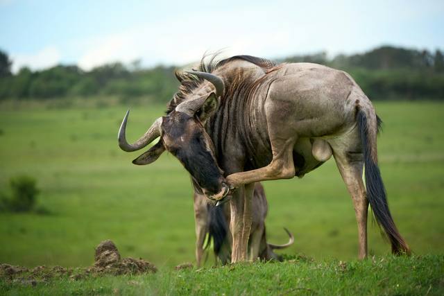 Wildebeest bull scratching its face with a hind leg on a green hillside