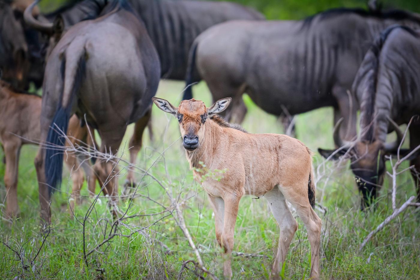 Kenya Migration Explorer: Maasai Mara River Crossings