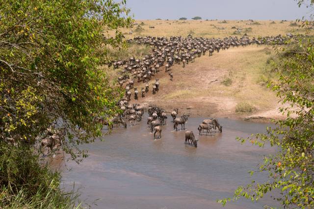 Long column of wildebeest descending to a river crossing point framed by green trees