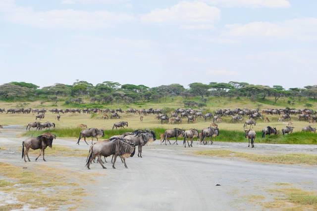 Wildebeest crossing a pale track with the main herd grazing in the distance