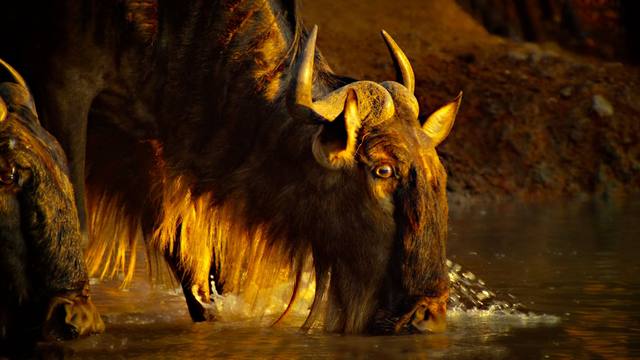 Wildebeest drinking at the water edge at dusk in warm golden backlight