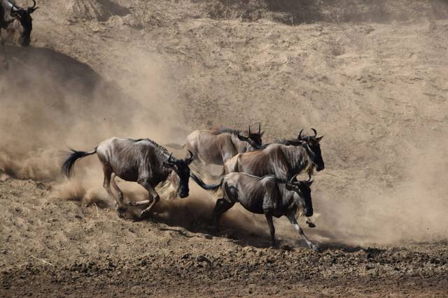 Wildebeest galloping through a cloud of dust on a dry slope during the migration