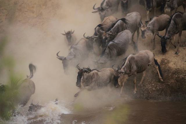 Wildebeest herd climbing out of the river in a cloud of dust at a Mara river crossing