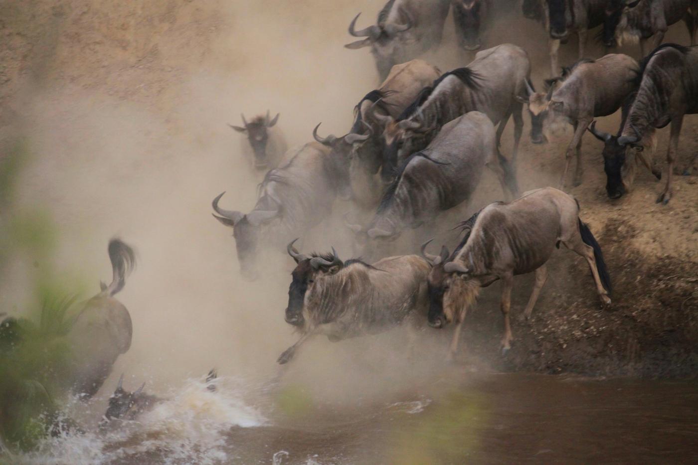 Mara to Serengeti: The Ultimate Migration Crossing Safari