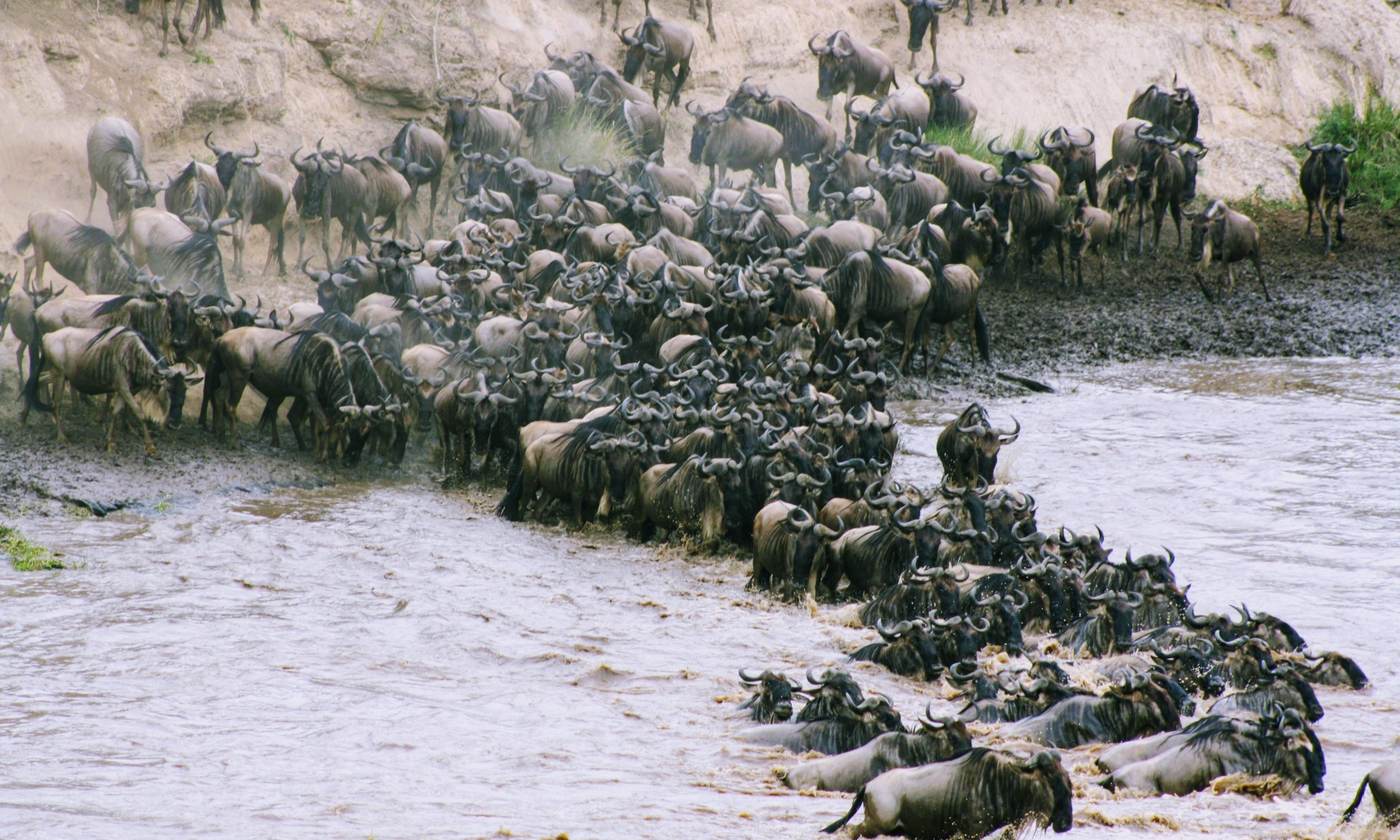 Wildebeest herd crossing the Mara River during the Great Migration
