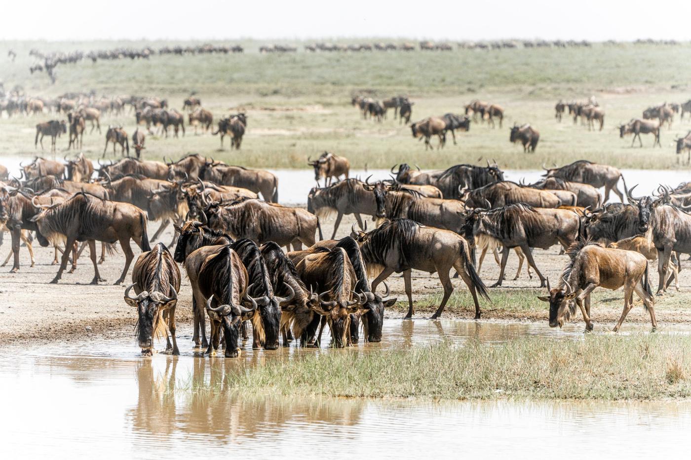 Tanzania Grand Migration Explorer